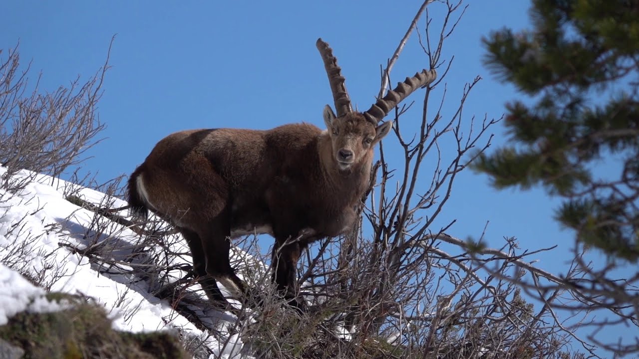 Chamois et bouquetins de Chartreuse (janvier et début mars 2020)