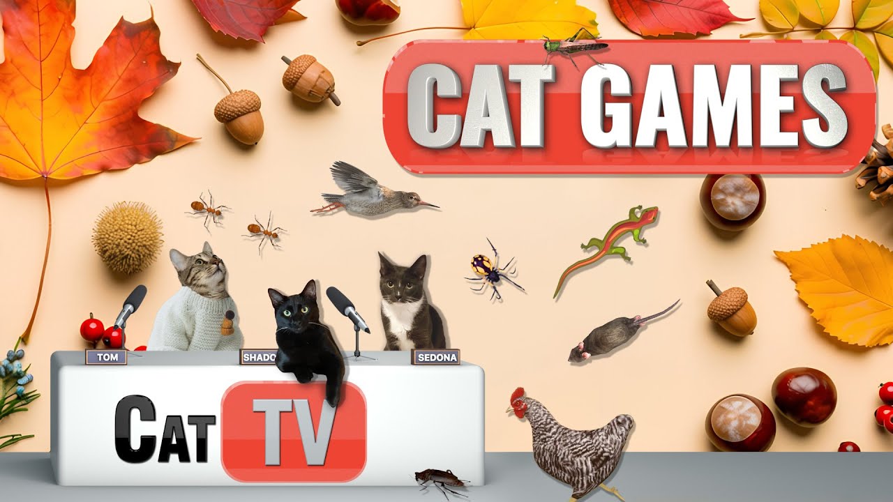 ИГРЫ С КОШКАМИ | 🍁 Уютная осенняя охота на животных &ndash; лучшая подборка кошачьих телепередач 🍂
