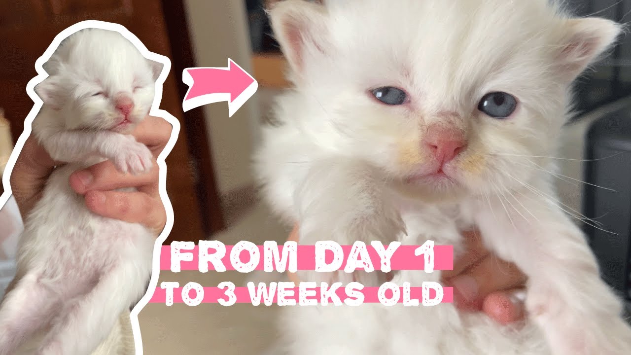 Kitten Opens their Eyes after 11 Days of birth | Himalayan Kittens, from day 0