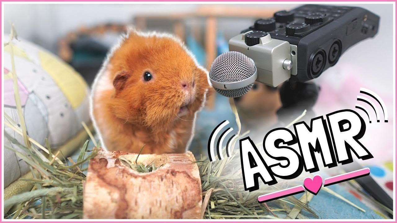 Morning ASMR: Relax with the Guinea Pigs.