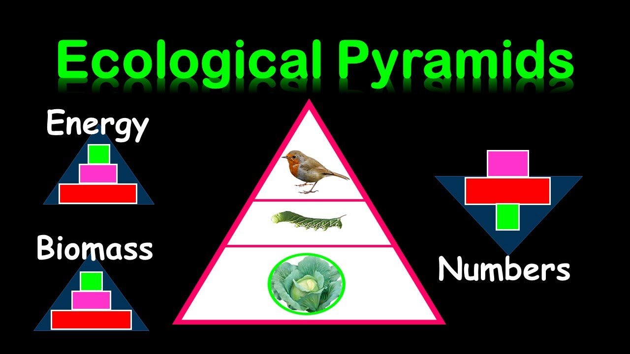 PYRAMIDS OF : ENERGY,  BIOMASS & NUMBERS