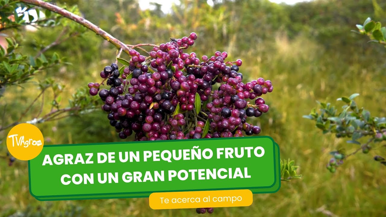 Agraz, un pequeño fruto con un gran potencial nutricional- TvAgro por Juan Gonzalo Angel Restrepo