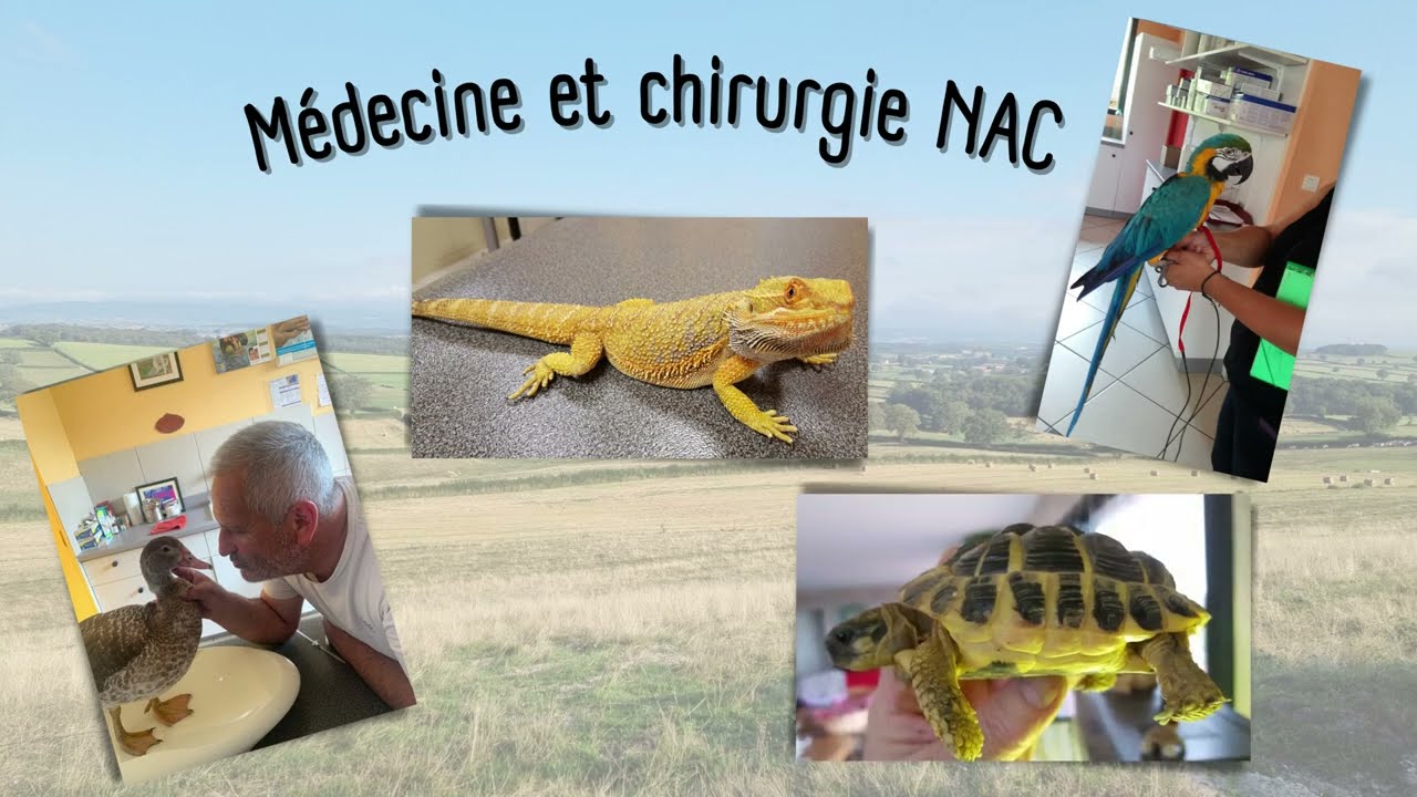 PR&Eacute;SENTATION LES ALOUETTES