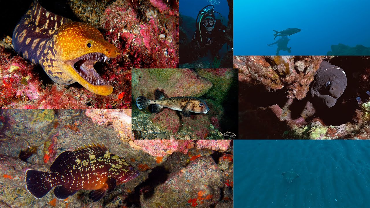 Buceo en Los Cancajos, Breña Baja, La Palma 26-11-2025