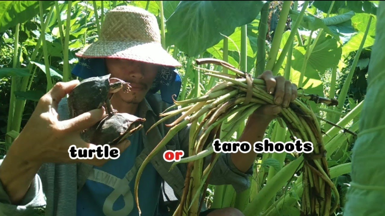 Simple Farm-to-Table Taro Meal with Family