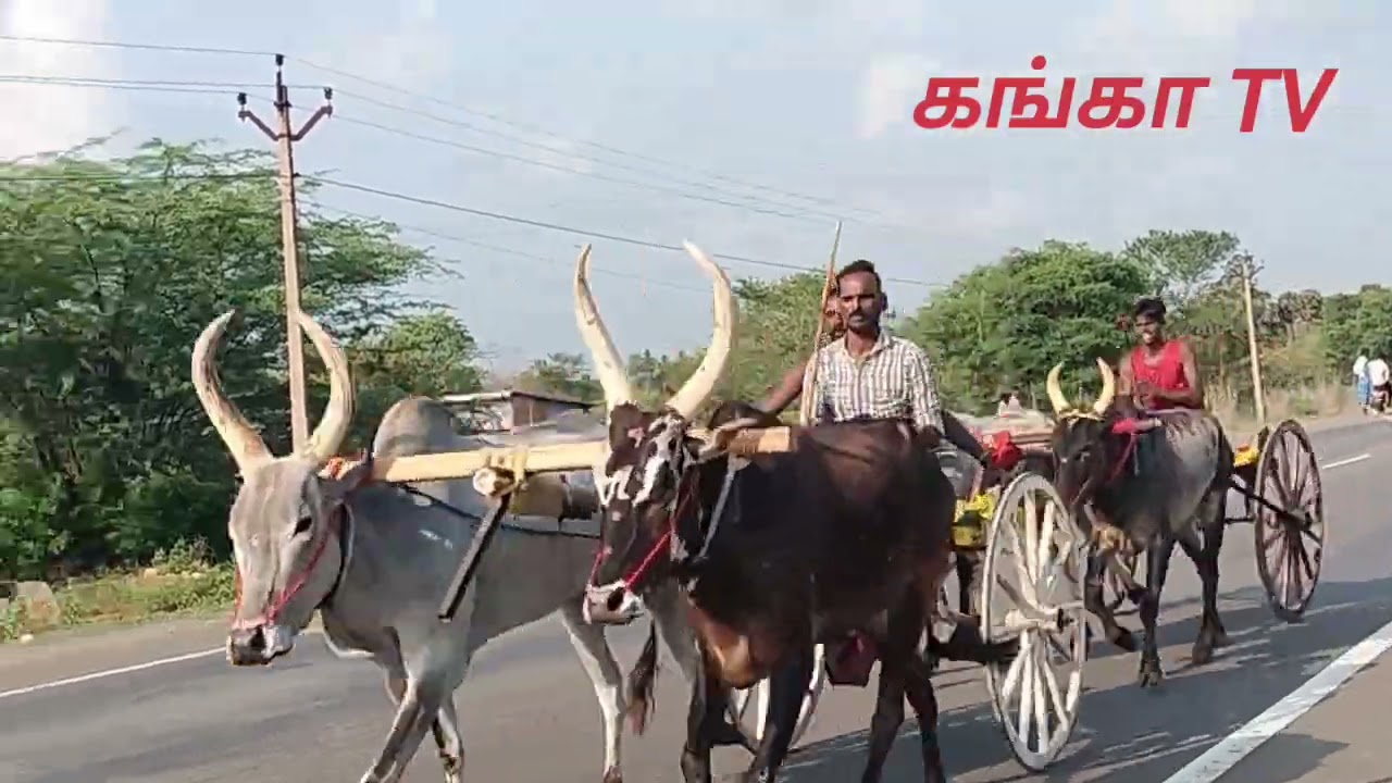திருமயம் ஈழக் குடிபட்டியில் சீறிப் பாய்ந்த மாட்டுவண்டி எல்கை பந்தயம்