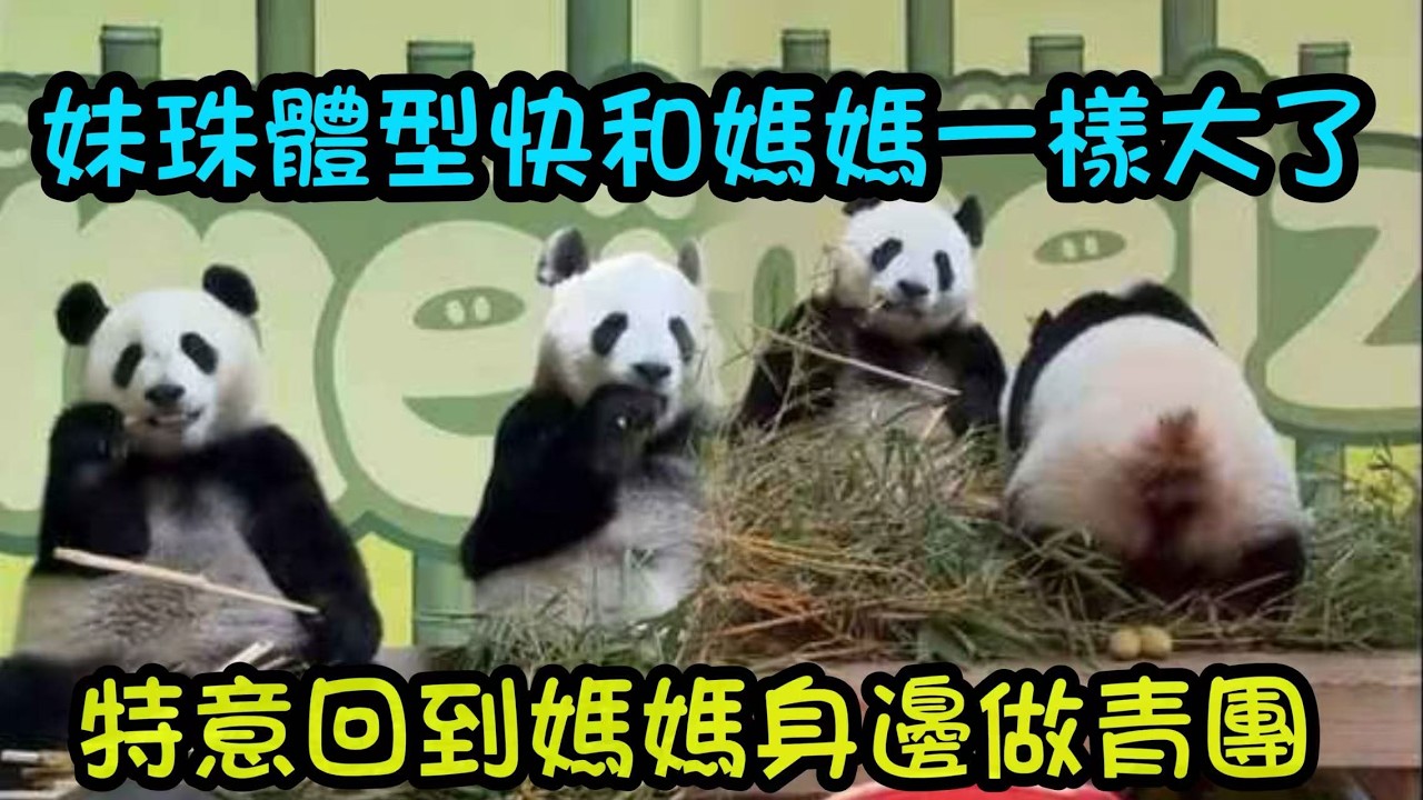 週五妹珠的展館大家都好安靜，妹珠個頭和媽媽差不多大喇，在媽媽身邊吃一會竹子自己去旁邊找竹子吃#panda  #cutepanda #熊貓妹珠 #熊貓妹豬