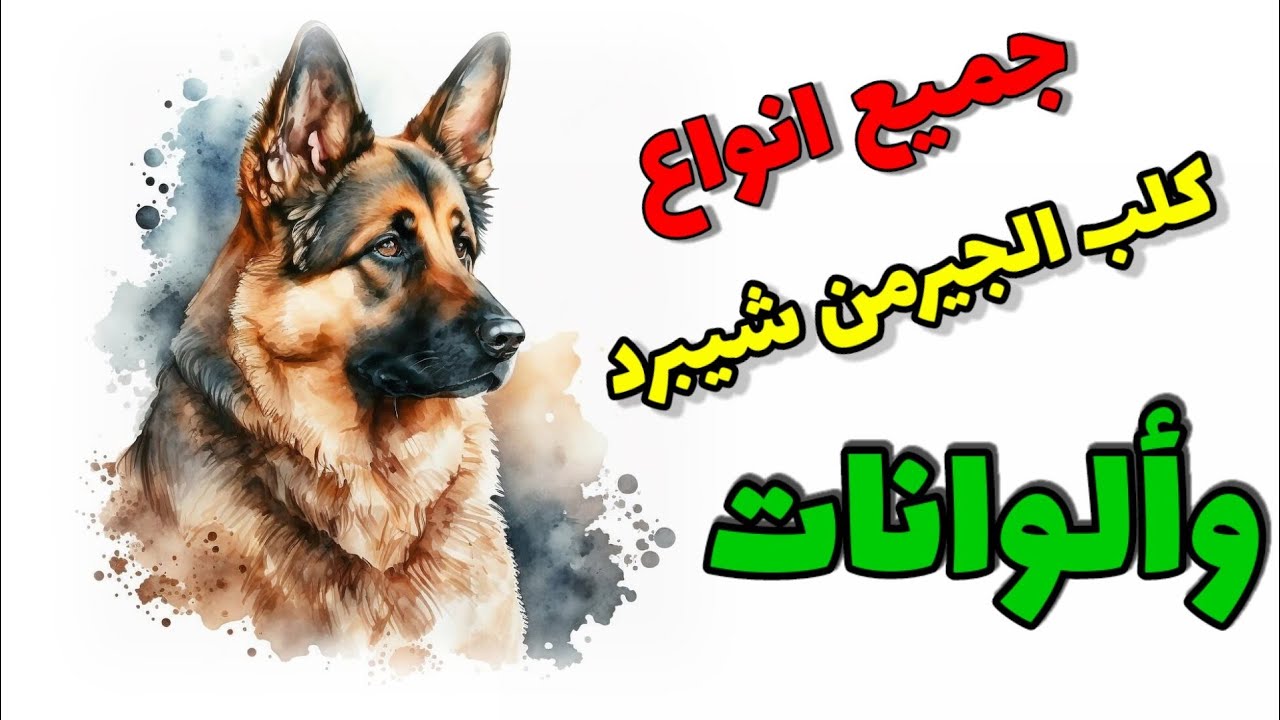 جميع انواع كلاب الجيرمن شيبرد اللي تعرفها واللي ما تعرفهاش