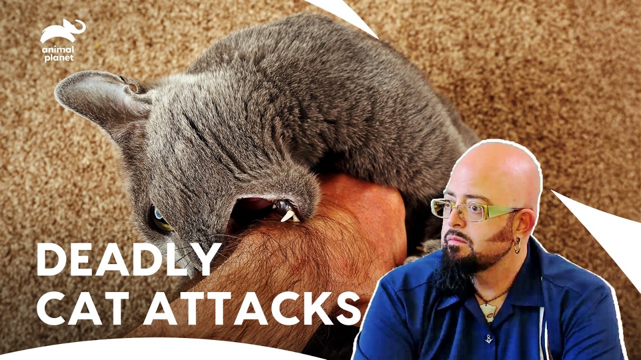 Aggressive Cat Threatens Little Dogs: Will Jackson Help? | My Cat From Hell S3 Ep8 | Animal Planet