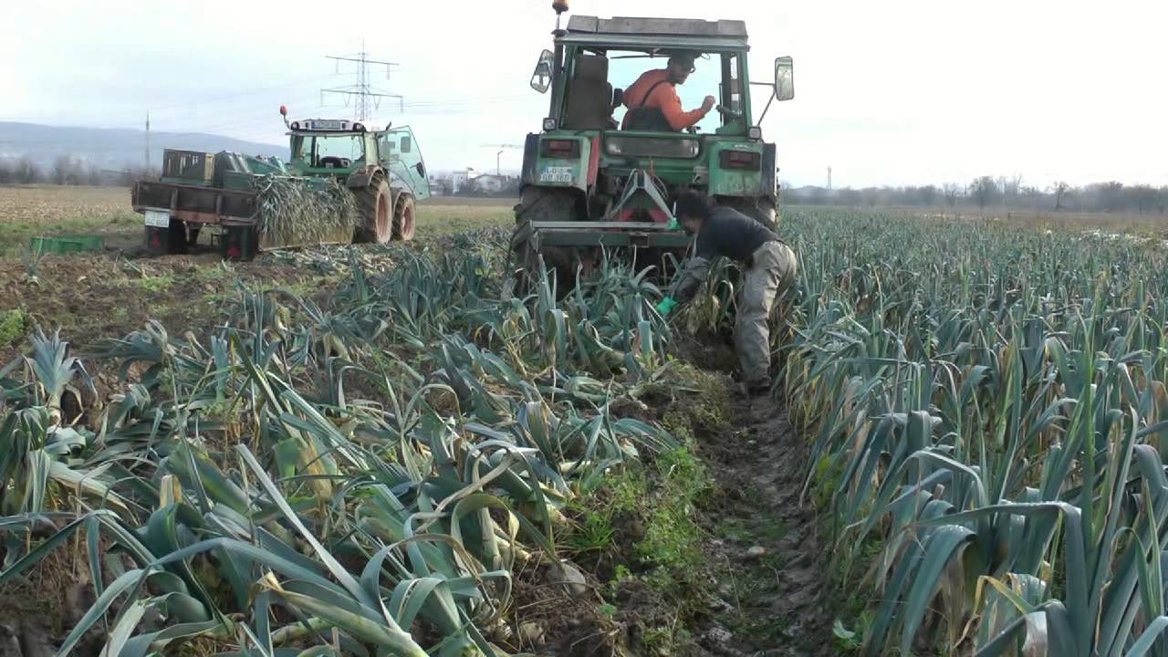 Lauch ernten im Januar