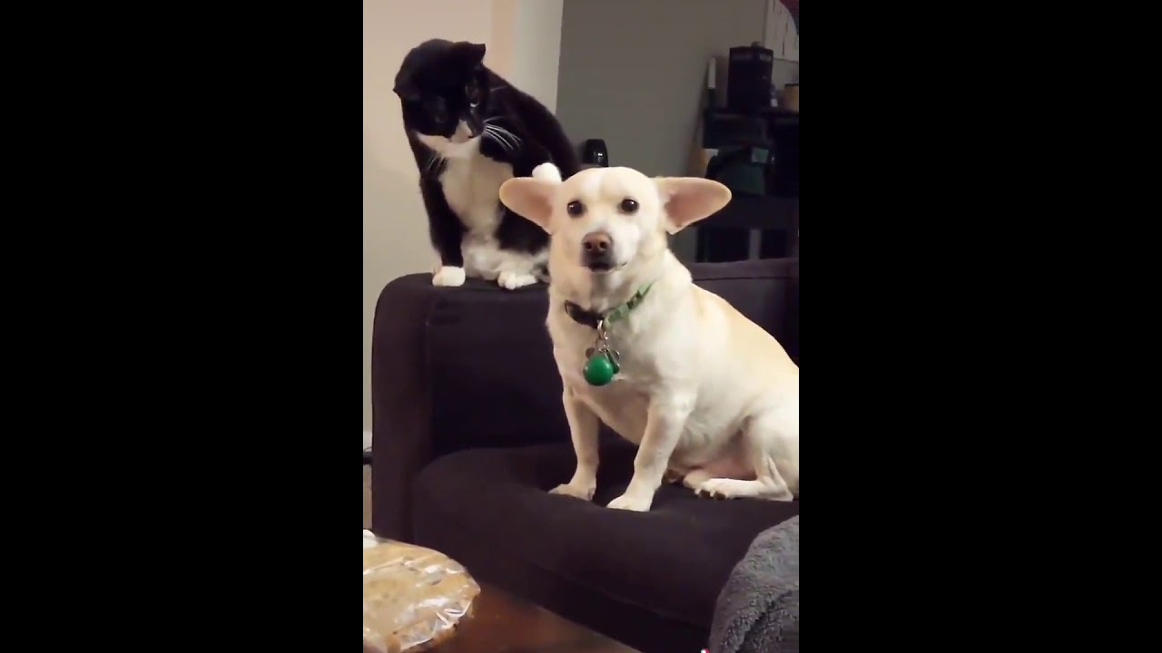 Animal Translations Return! 2020 Compilation 1