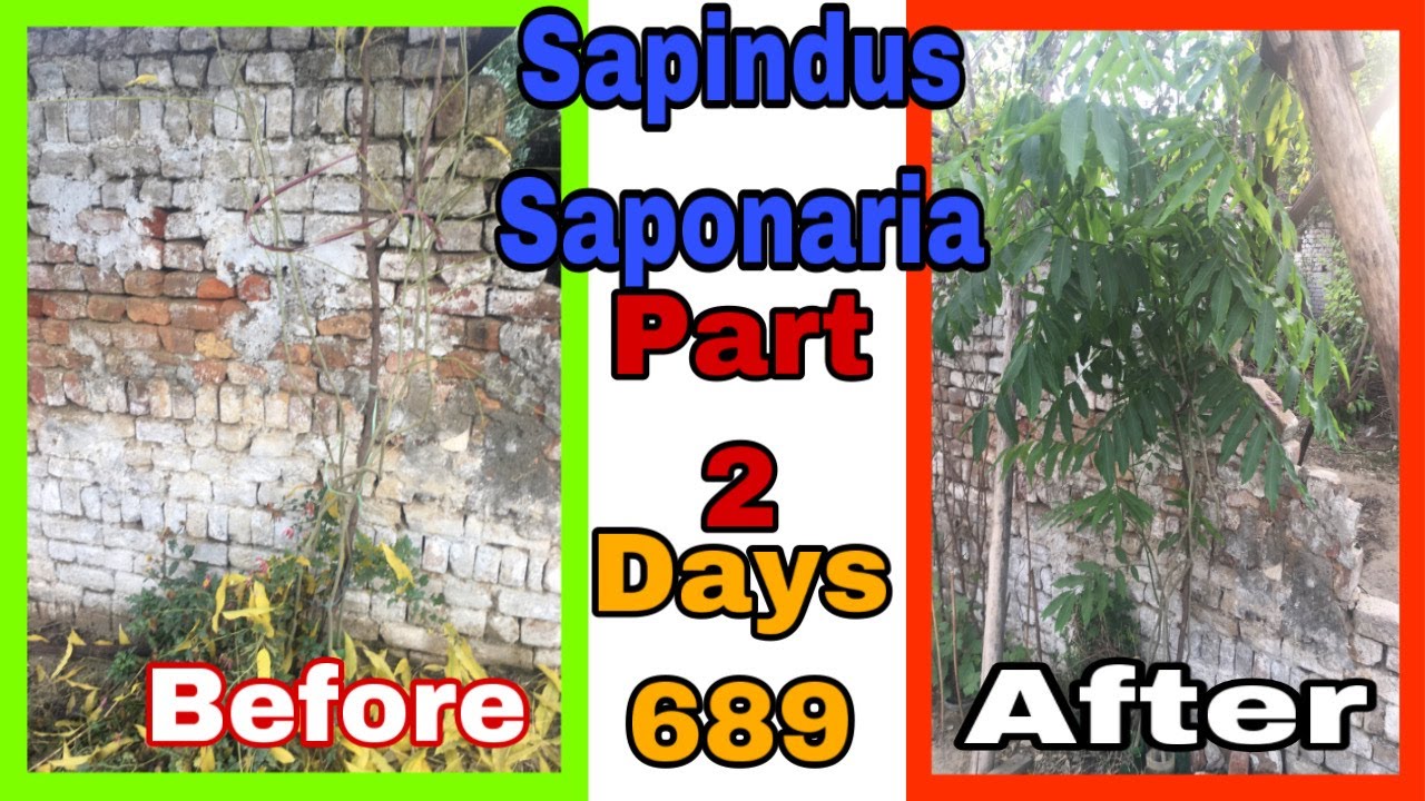 Part 2 || Best time to grow sapindus saponaria || western soapberry from seed || #Pak Gardening plus