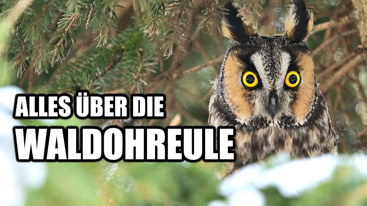 Waldohreule Artenportrait - Aussehen, Ruf, Fortpflanzung und mehr