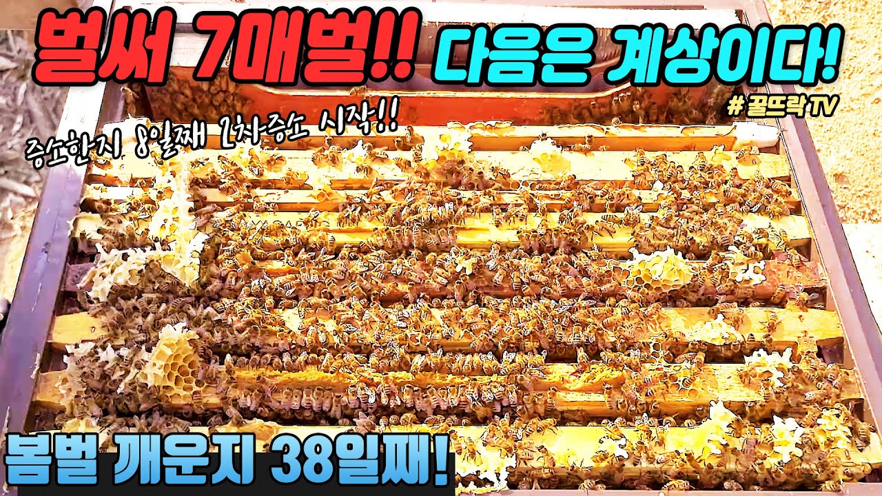 1차 증소 후 8일째 산란공간 부족으로 2차 증소 | 봄벌 깨운후 38일 |Honeygarden_꿀뜨락|양봉 일기 |양봉 귀농| a korean beekeeper's Blog