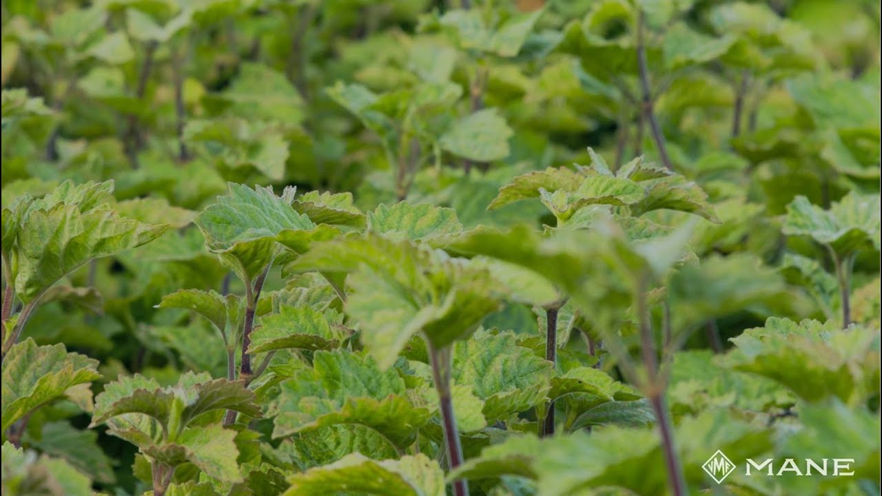 MANE's Conscious Sourcing - Patchouli Gayo in Sumatra, Indonesia