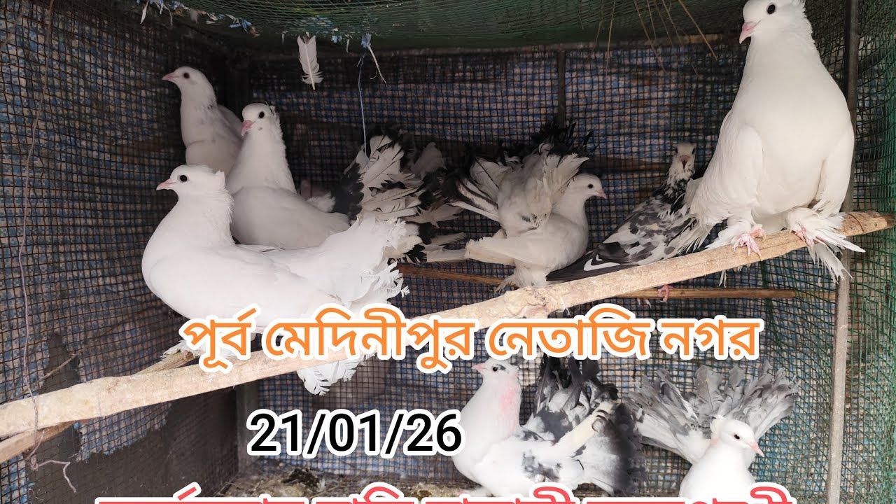 পূর্ব মেদিনীপুর নেতাজি নগর বাড়ির ফার্ম ভিজিট মাদ্রাসি ও অপরাজিতা #Badi love Biji madrasi#@fancy 97