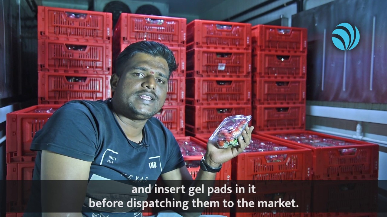 Pre-Cooled Strawberry Gets High Acceptance and Earns More Profit in Distant Market