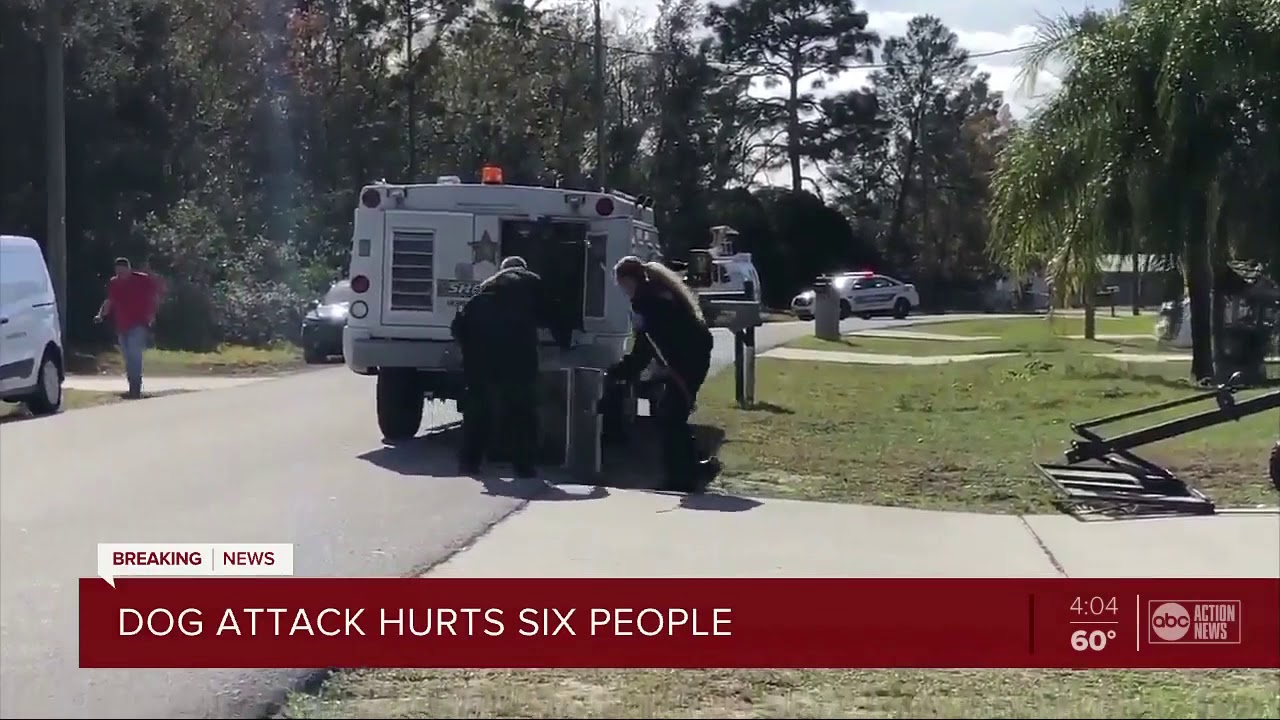 Pack of dogs attack 64-year-old woman, injures several others in Hernando County