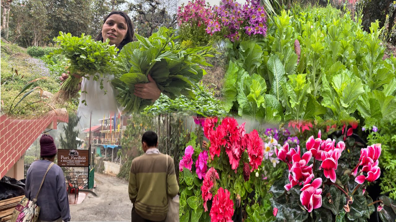 Wow Kati Dami Phool Saag Ko Duku Aju Ko Kam || Village Life Vlog ||