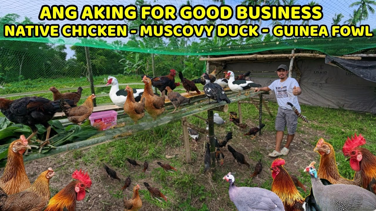 PINAKAWALAN NA ANG MGA ALAGA SA FARM || NATIVE CHICKEN, MUSCOVY DUCK AND GUINEA FOWL 