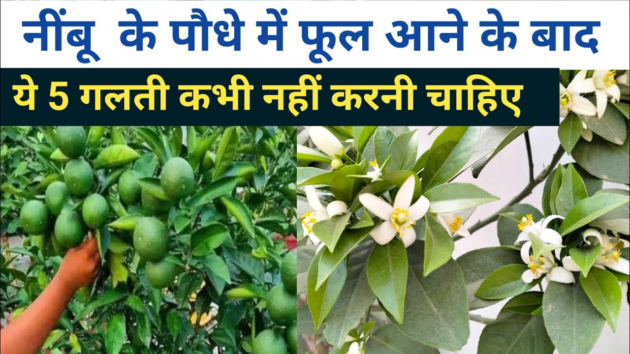 नींबू के पौधे में फूल आने के बाद|| ये 5 गलती कभी नहीं करनी चाहिए||how to Care lemon plant #gardening