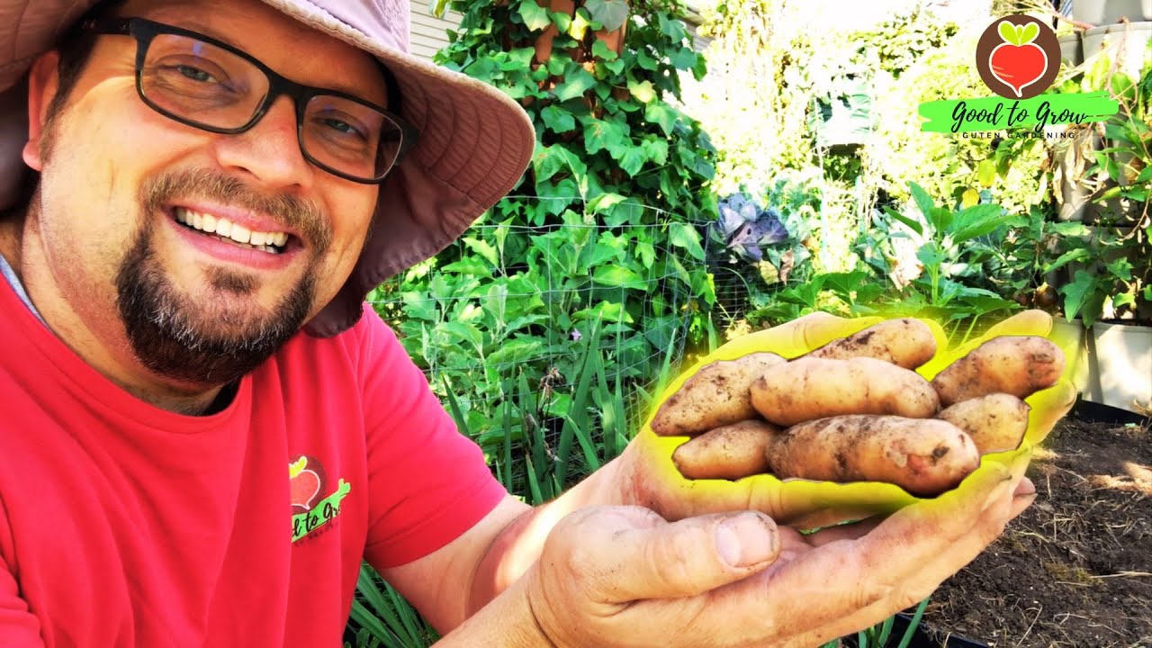 Can We Grow These Potatoes Forever! | French Fingerling Potato Harvest