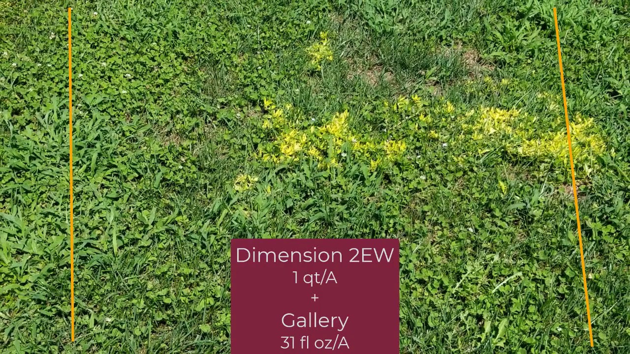 Evaluating Preemergence Crabgrass Control in Tall Fescue using Crew