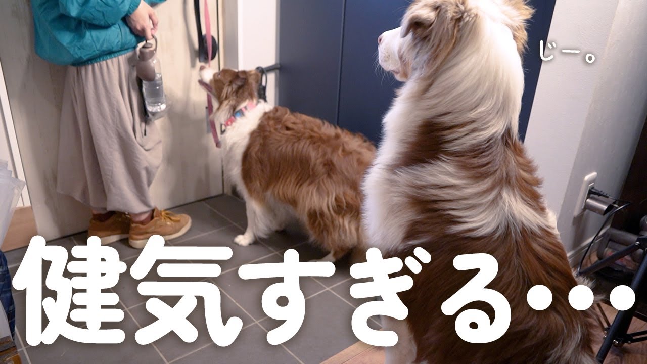 姉犬と弟犬がはじめて別々にお散歩行ったら健気すぎて尊かった…🥺