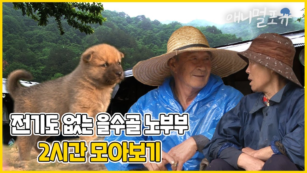 맨손으로 뱀을 잡고 벌을 만지는 할아버지?! 노부부가 사는 산골짜기에 드디어 전기가 들어오려 한다!🔌| 을수골에 불이 밝으면 | 인간극장 2012 방송