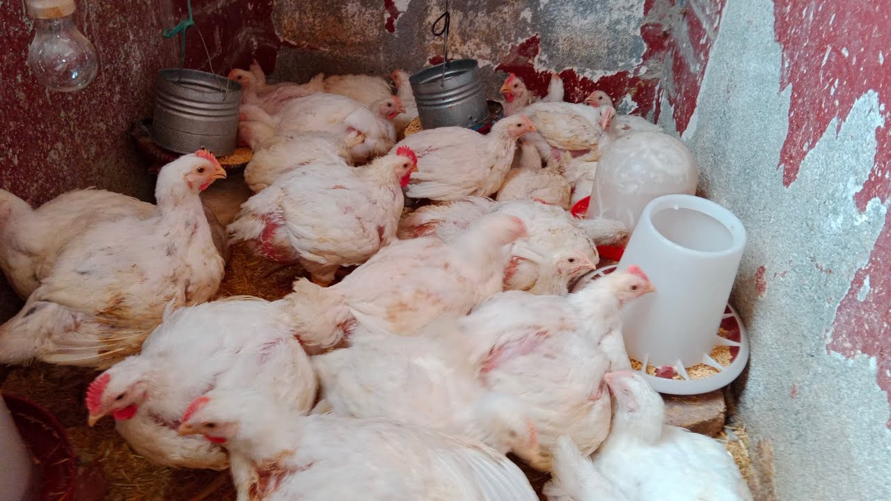 مزرعتي السعيدة 38يوم🐓 التاجر ايستلم النهاردة عدت على خير اوزان عالية من غير أدوية مشروع ناجح💪