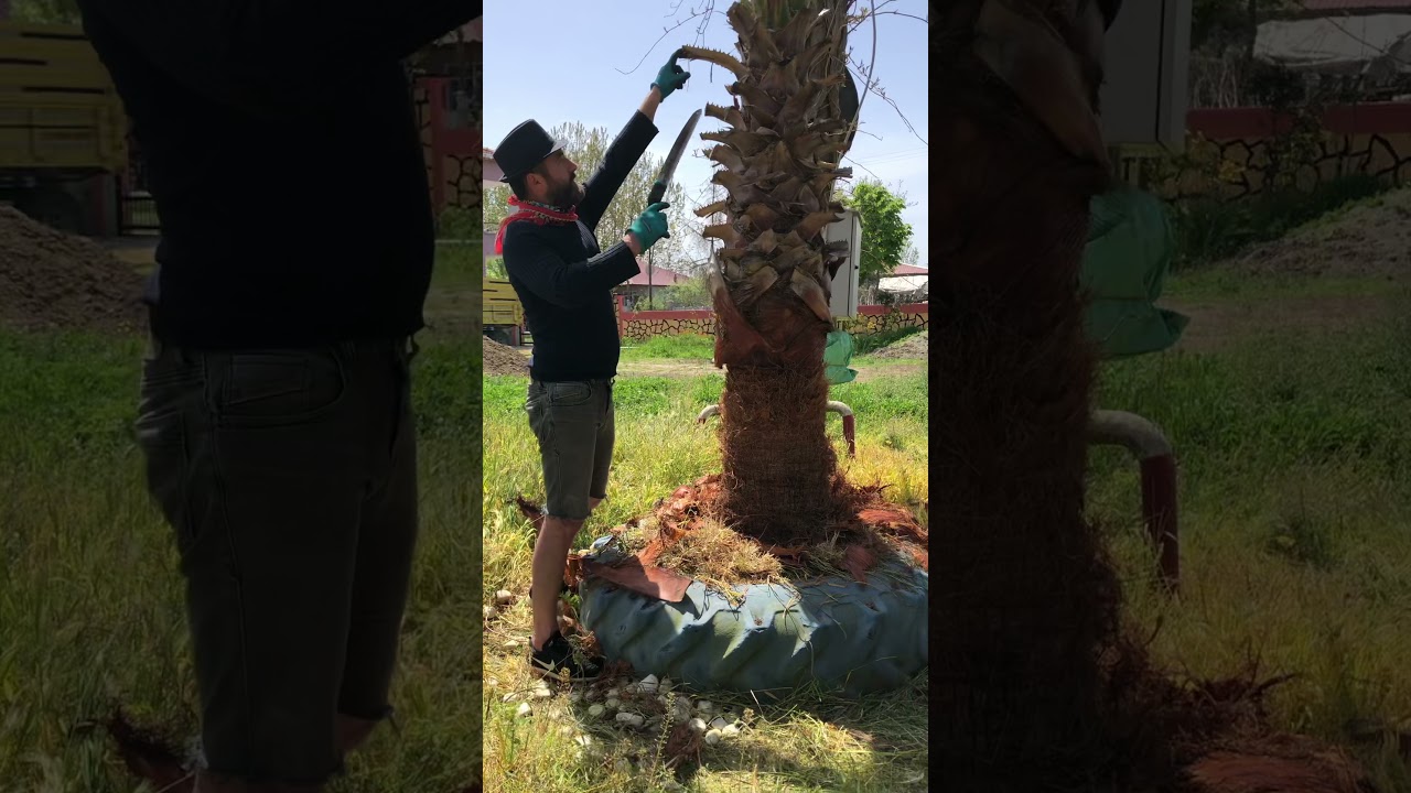 Palmiye ağacı nasıl temizlenir mutlaka izleyin