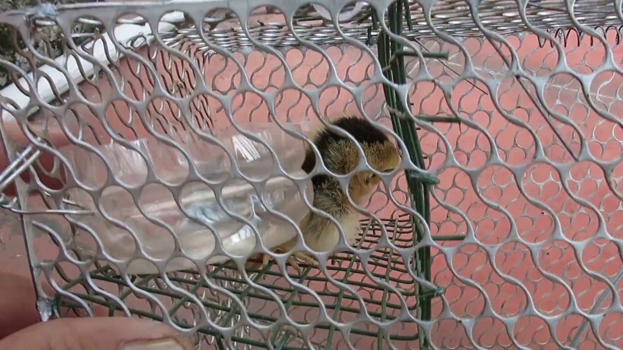 Cải tiến bẫy Chuột thành bẫy Chồn đèn (Ferret trap)