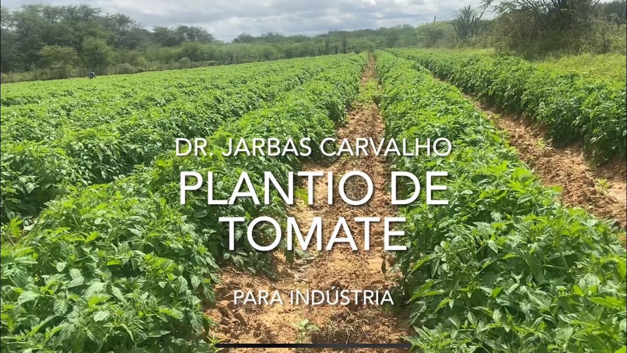 Plantio de tomate para ind&uacute;stria