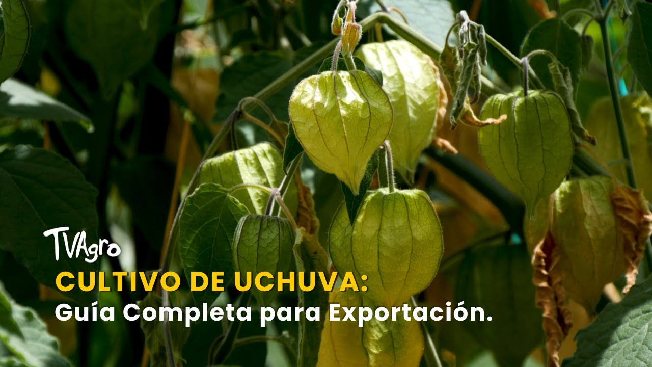 Cultivo de Uchuva: Guía Completa del Cultivo para Exportación - TvAgro por Juan Gonzalo Angel