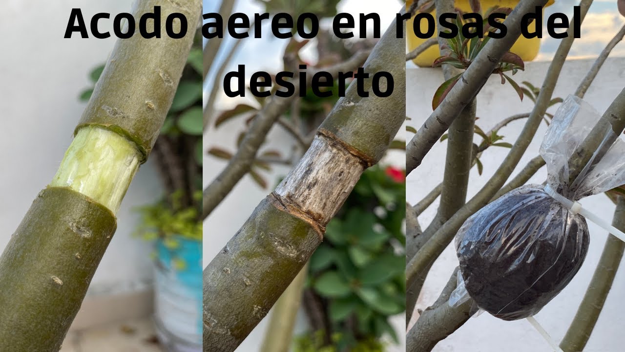 tip para hacer el mejor acodo aéreo para nuestras rosas del desierto