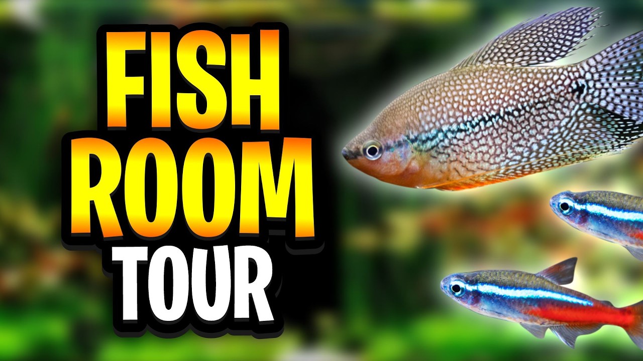Fish Room Tour March 2026 - An Update On All Of My Planted Tanks - Guppy, Betta, Neon Tetra, Medaka!