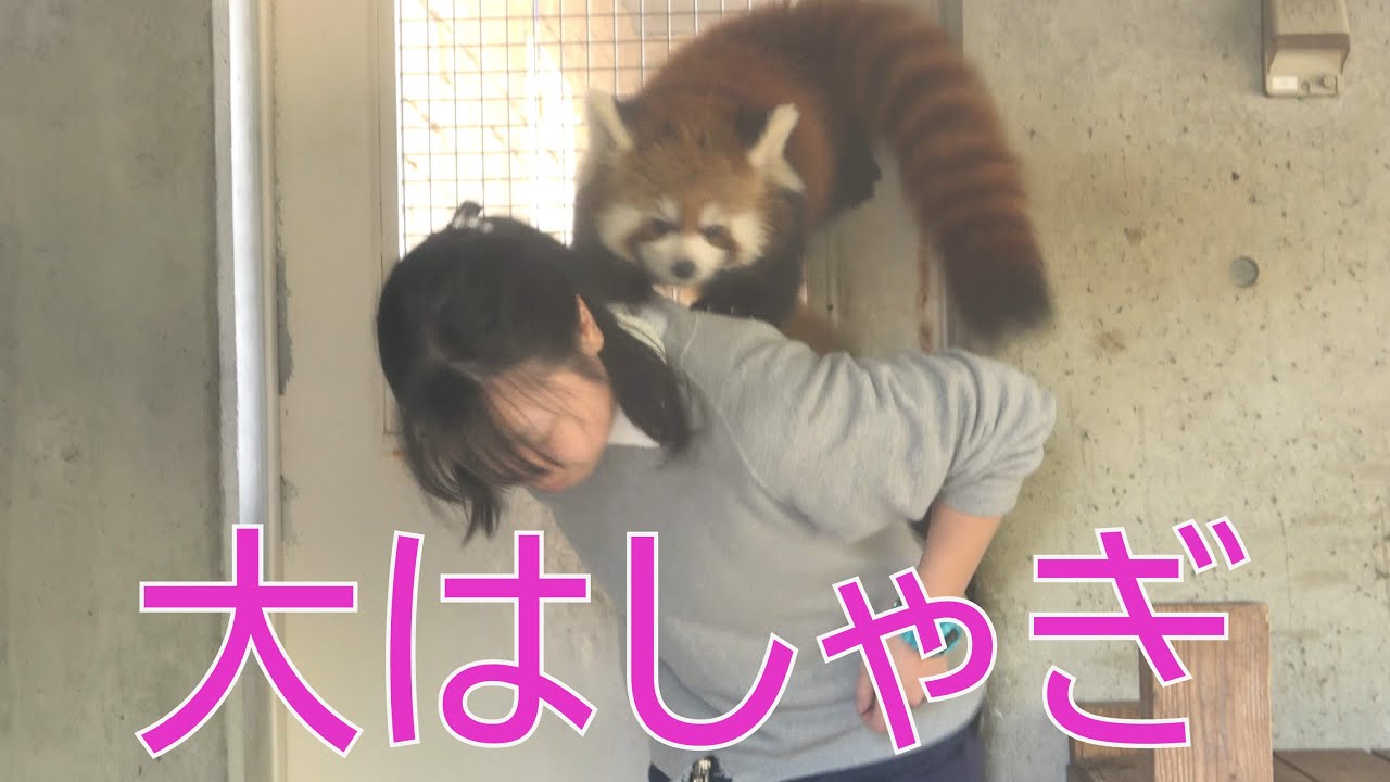 レッサーパンダ 😊 お姉さん飼育員を大好き過ぎて大はしゃぎする。The red panda loves the keeper too much and is excited. はまZOO