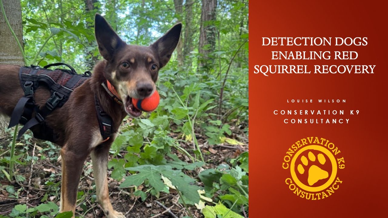Detection dogs enabling red squirrel recovery