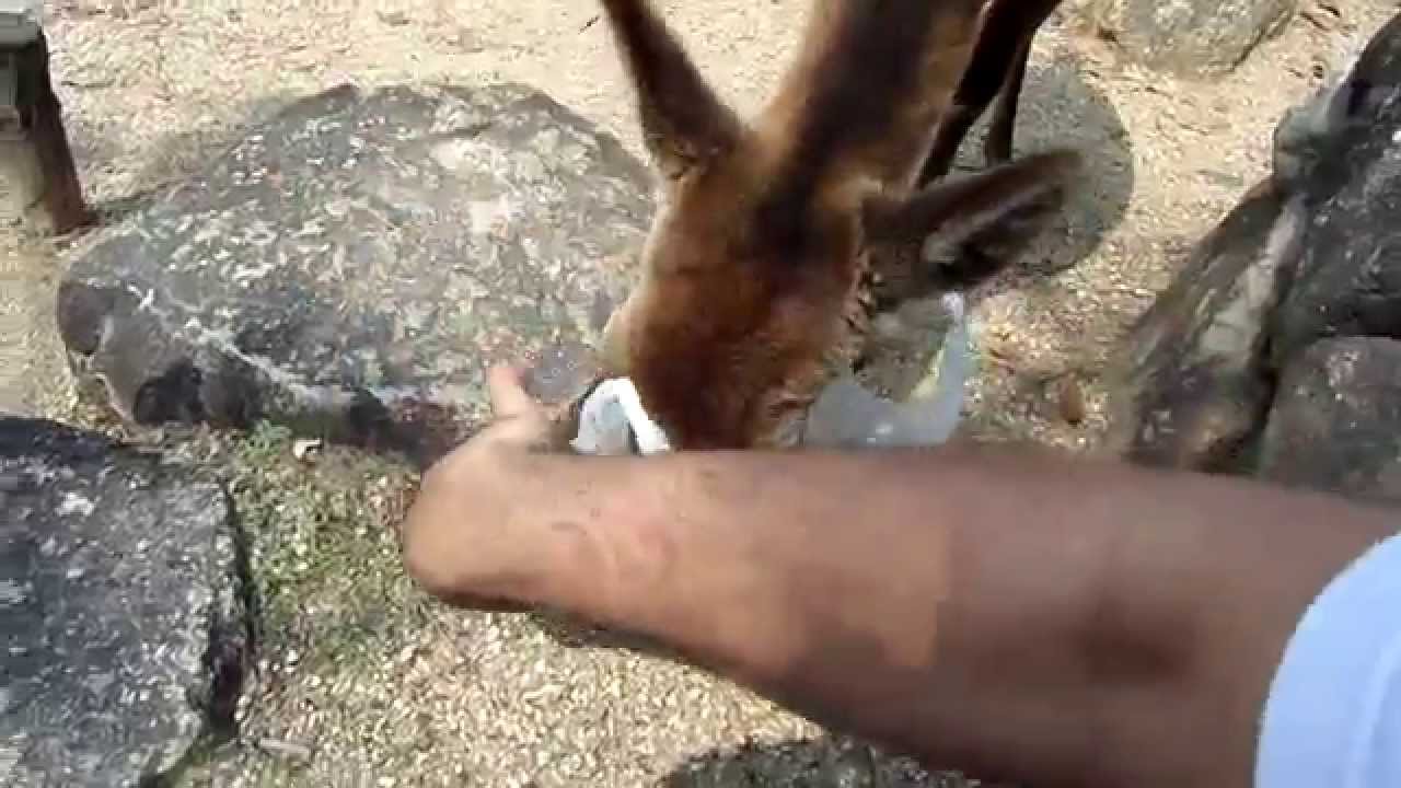 An Unwanted Visitor in Miyajima