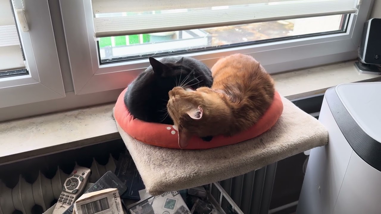 Wellness im Katzennest