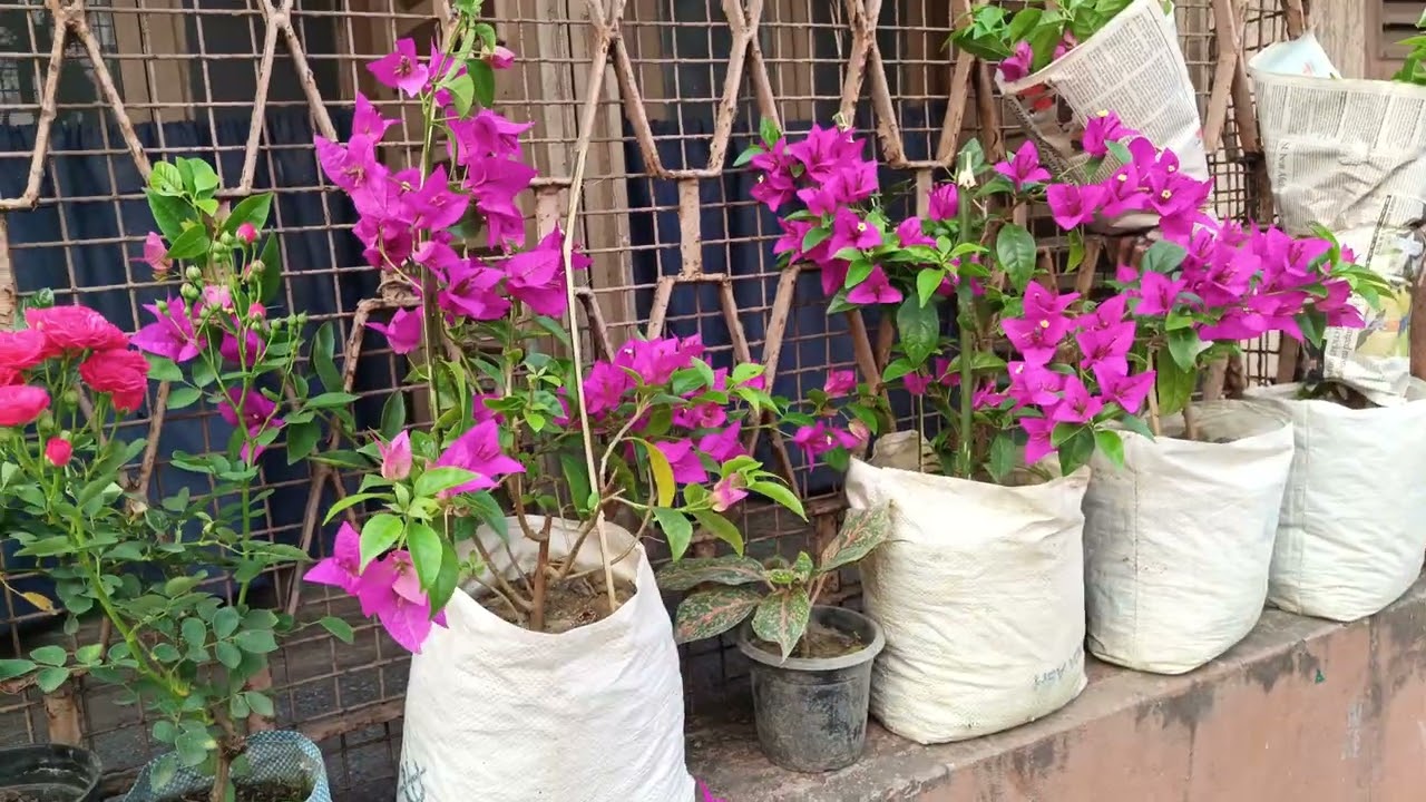 Kolkata Flower Market At Galiff Street Visit And Price Update The Largest Flower Market In India