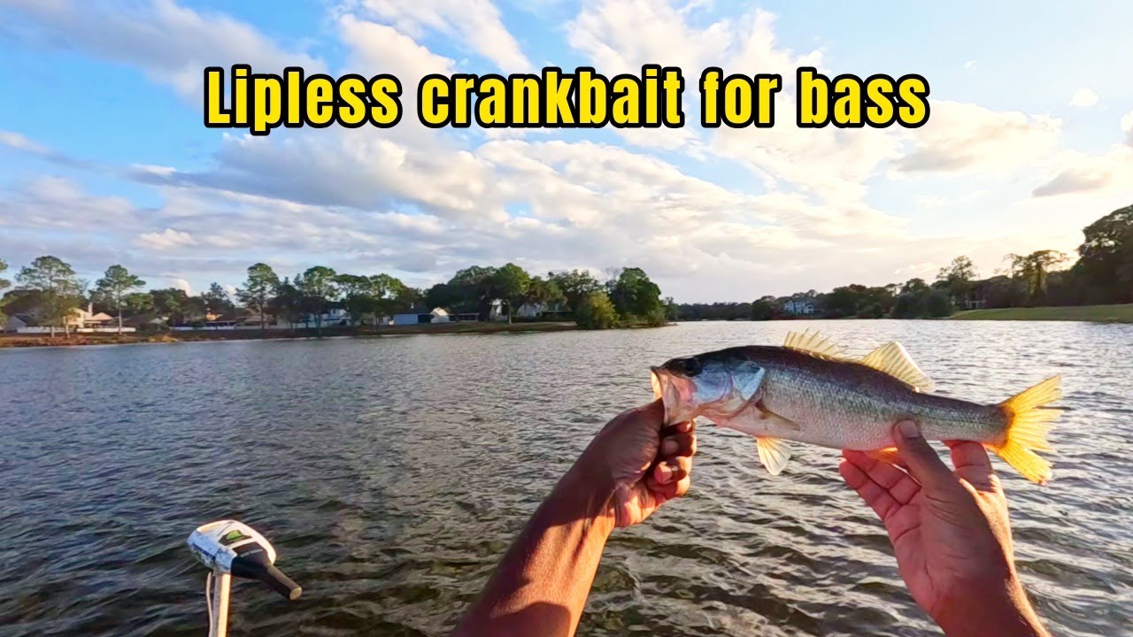 Lipless crankbait fishing