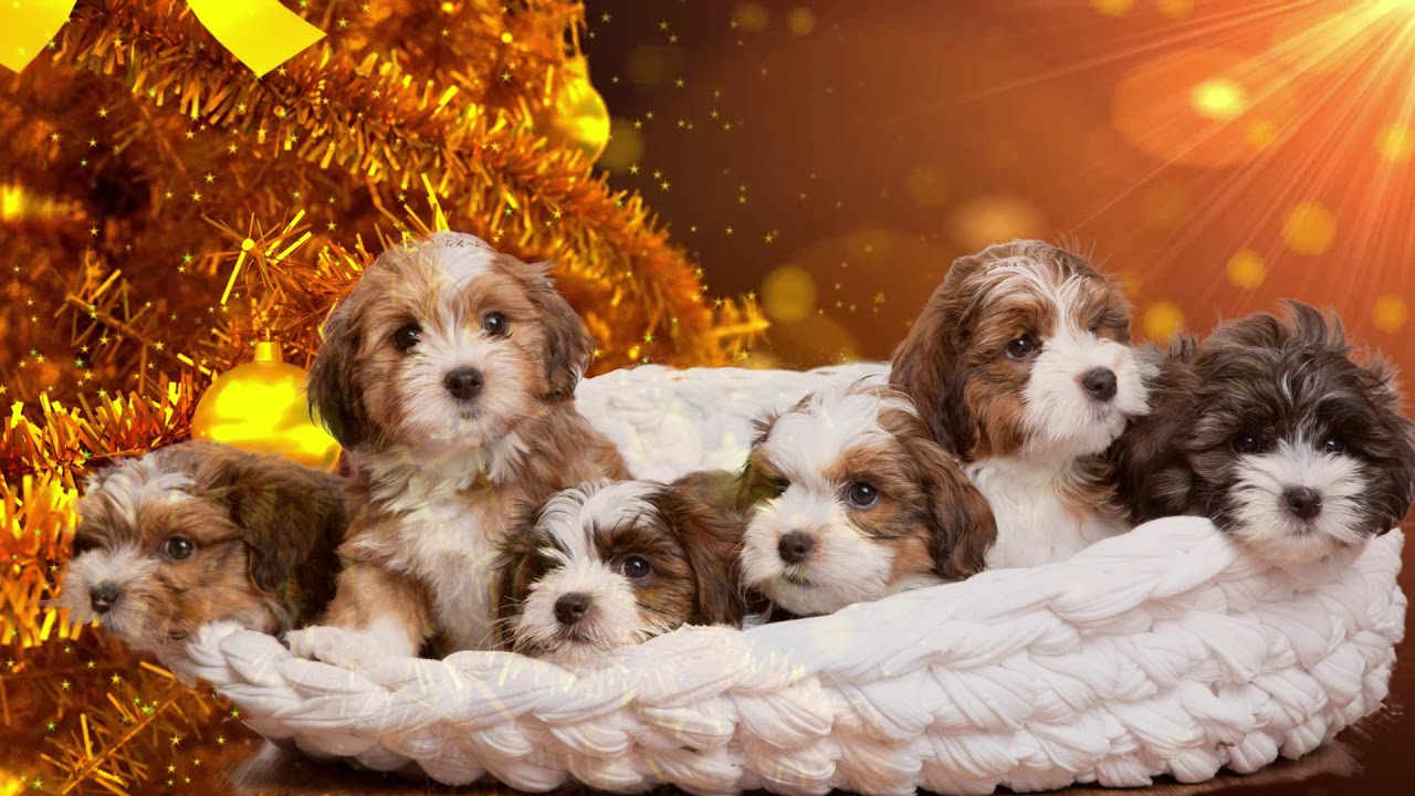 Fr&ouml;hliche Weihnachten 