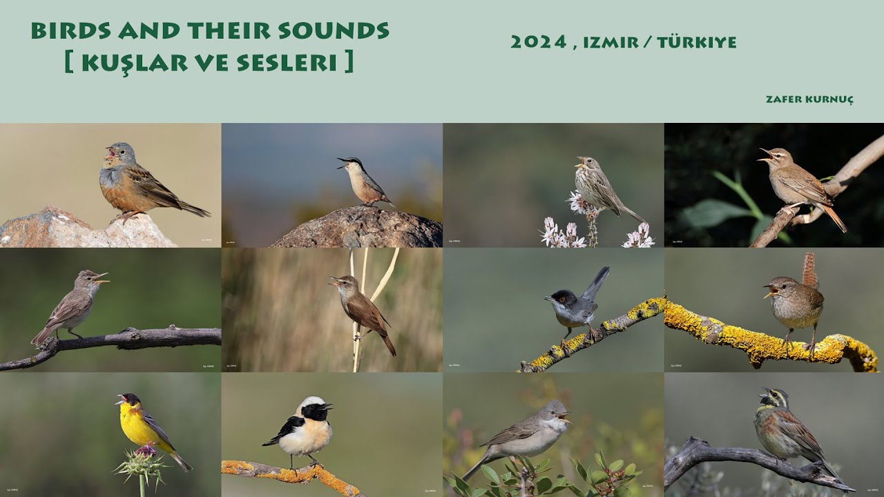 Kuşlar ve sesleri [ Birds and their sounds ]