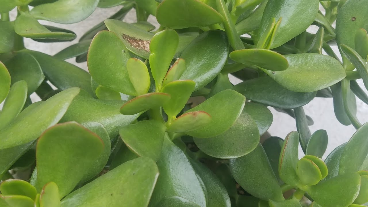 Poda da jade para aumentar galhos e engrossar o caule.