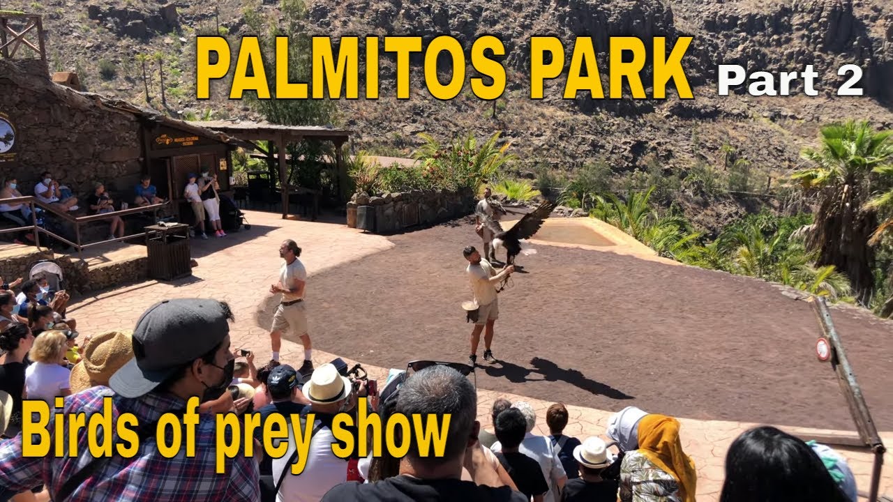 ✅GRAN CANARIA: PALMITOS PARK_Part 2, MASPALOMAS. Espectáculo de Aves Rapaces