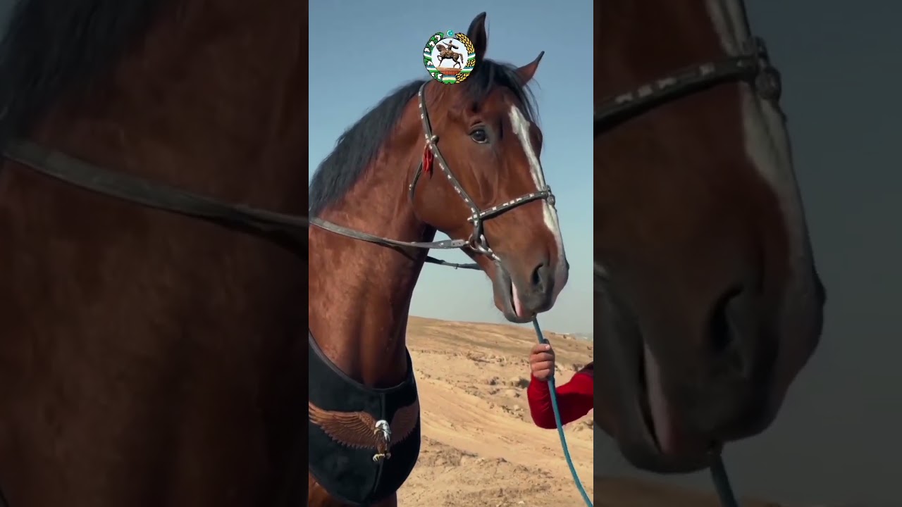Император & Алай & Чемпион