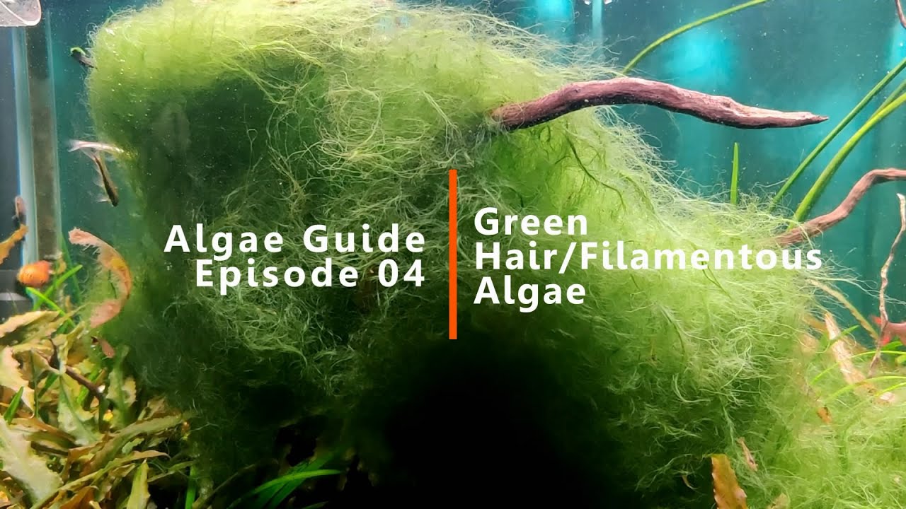 Aquarium Algae Guide | Episode 04. Green Hair/Filamentous algae | How to get rid of hair algae?
