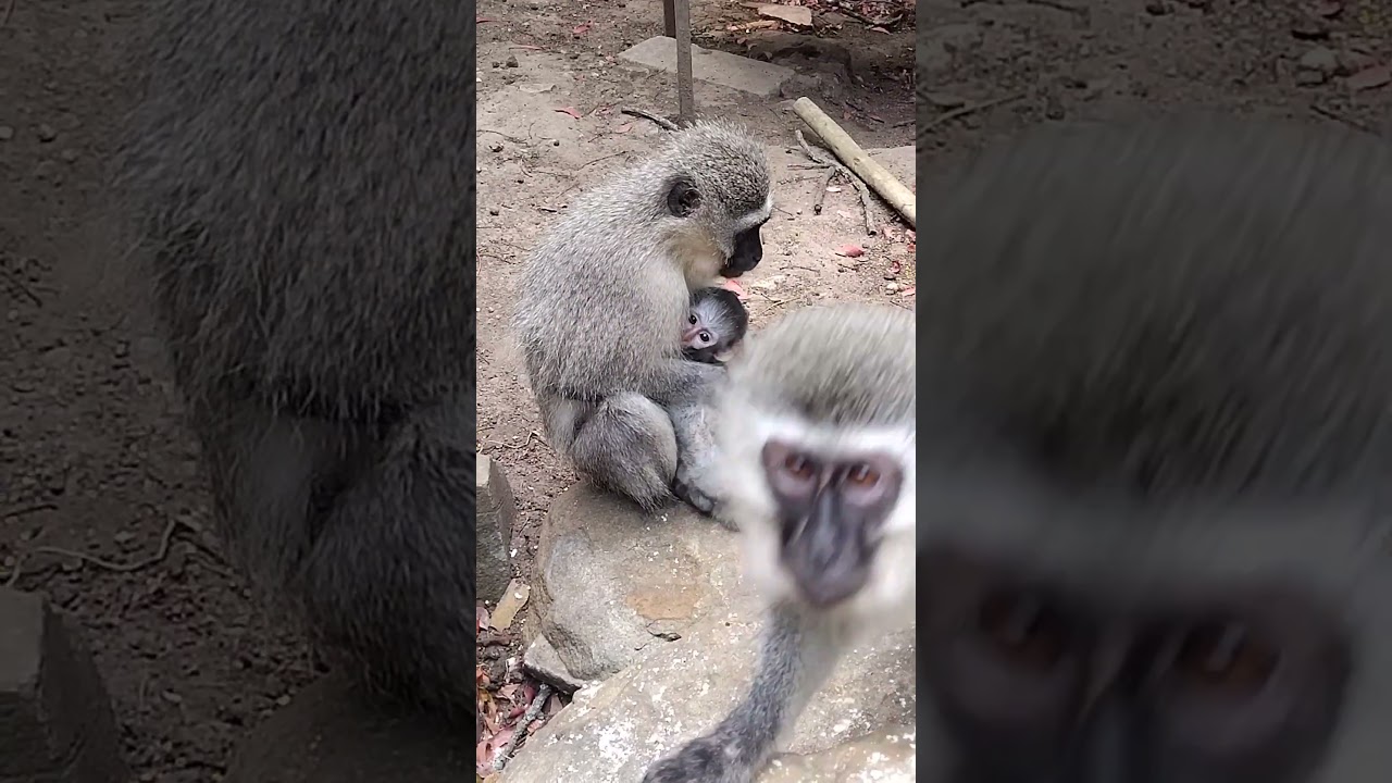 A Very Hungry Vervet Monkey With Her Tiny Baby 