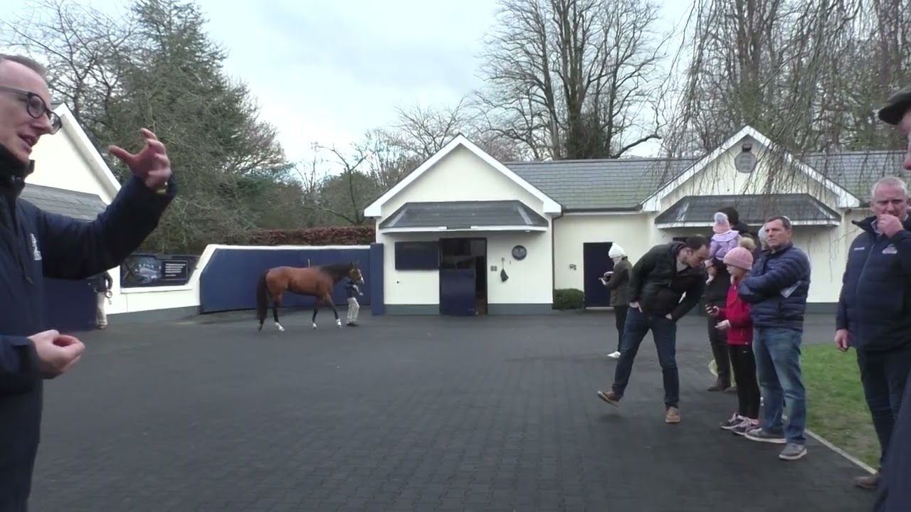 ITM Stallion Trail, COOLMORE STUD, County Tipperary - 18th January 2025, video 3